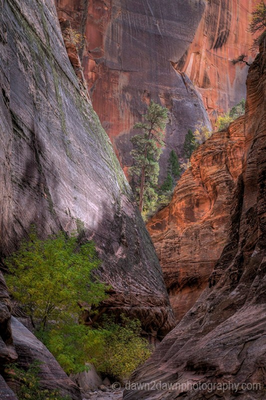 Zion's Echo Canyon Fall