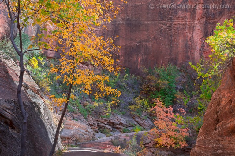 Zion's Echo Canyon Fall