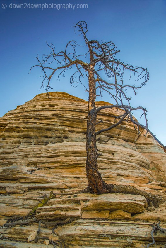 Zion Dead Tree
