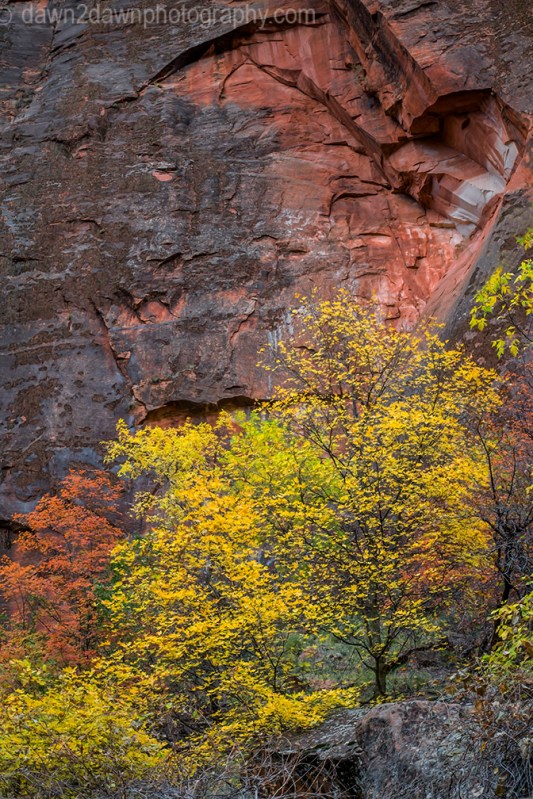 Zion Autumn