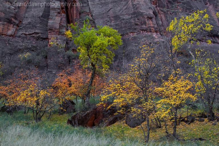 Zion Autumn