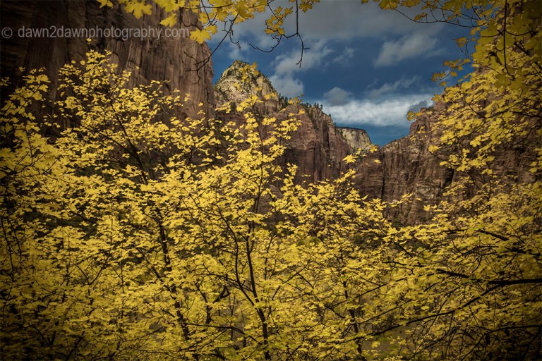 Zion Autumn