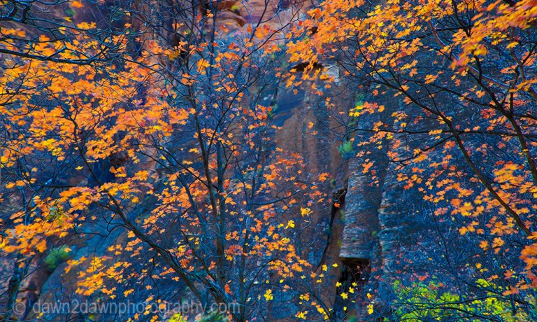 Zion Autumn