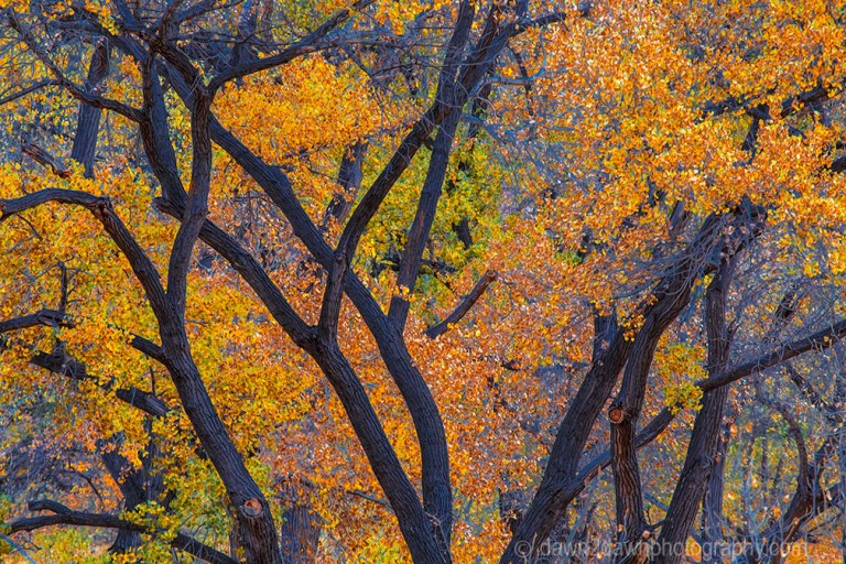 Zion Autumn