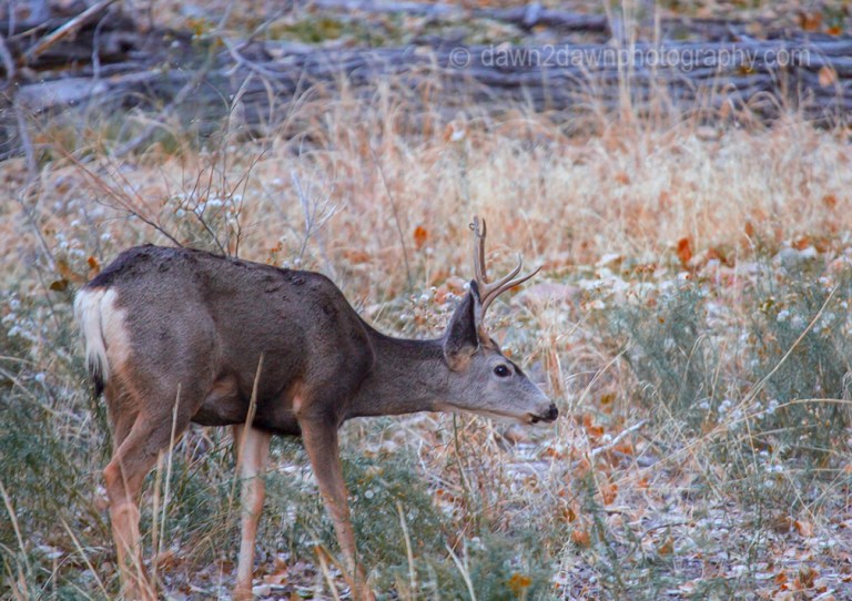 Zion Canyon Deer