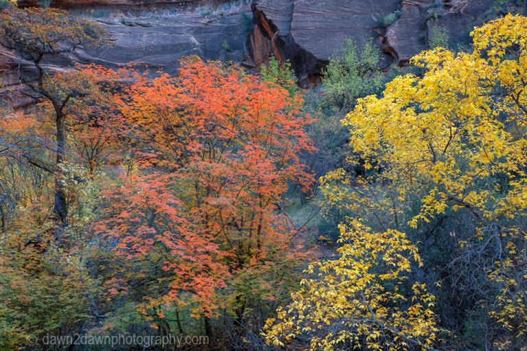 Zion Autumn