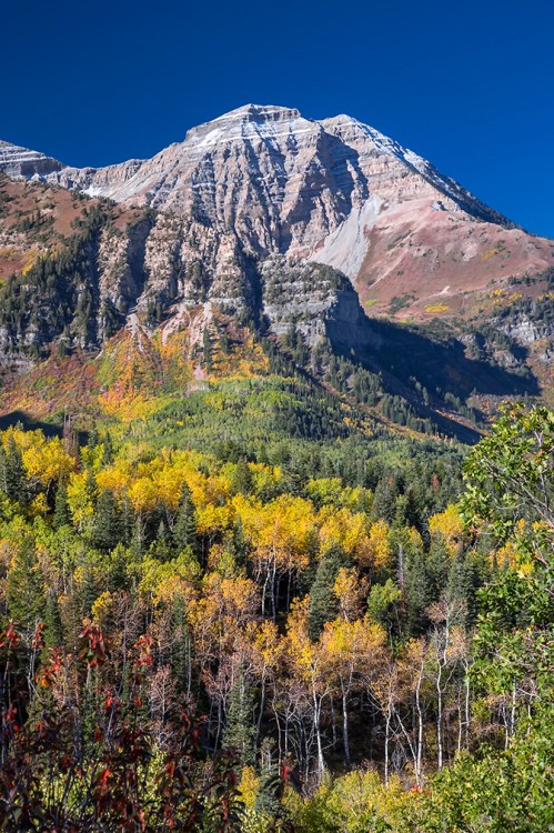 Uinta National Forest