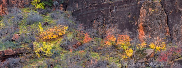 Zion Autumn