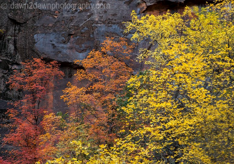 Zion Autumn