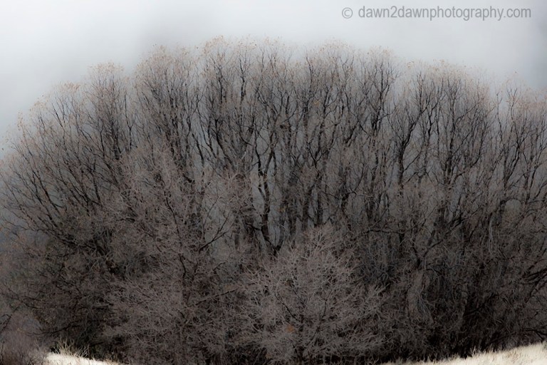 Fog Shrouded Trees