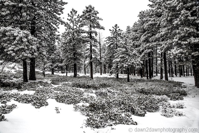 Bryce Canyon Snow