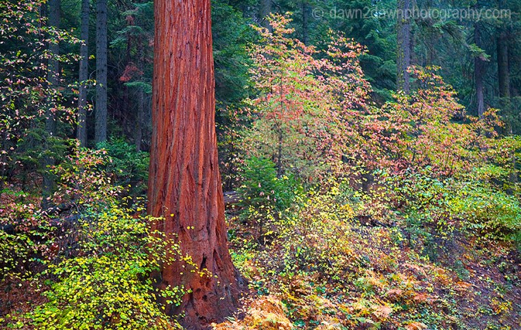 FALL COLORS SURROUND A GIANT SEQUOIA