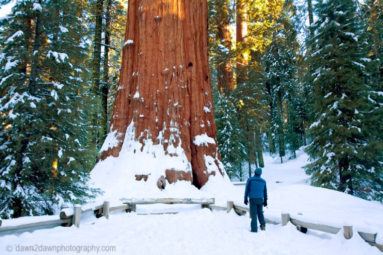 GENERAL SHERMAN TREE