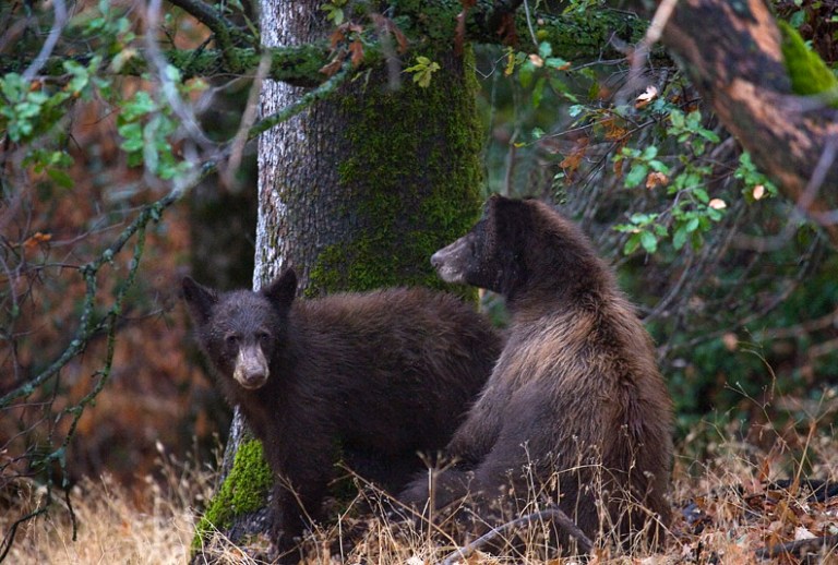 MOTHER BEAR WATCHES OVER CUB