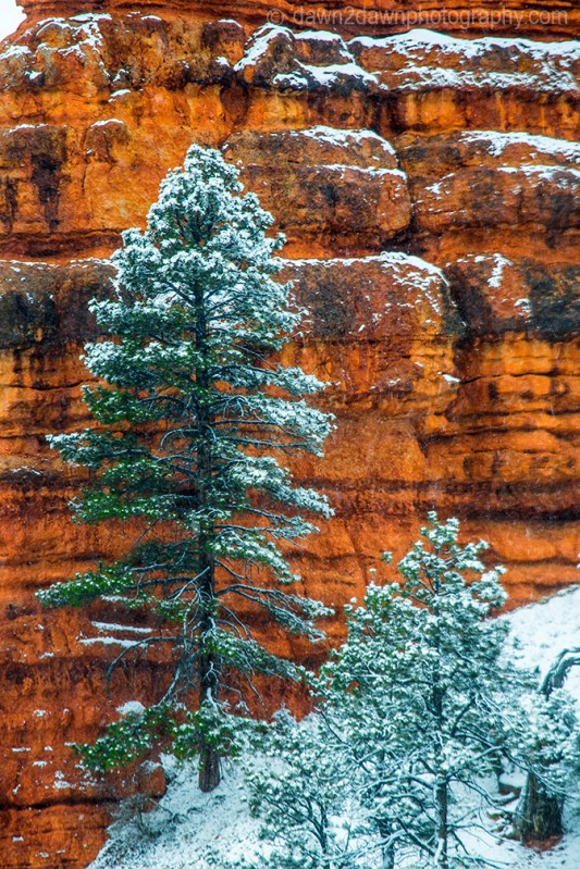Red Canyon Snow