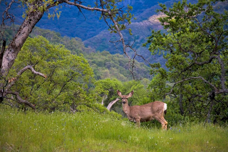 SEQUOIA DEER