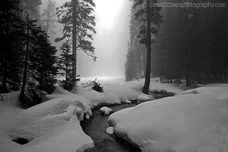 Sequoia's Giant Forest BW_0073