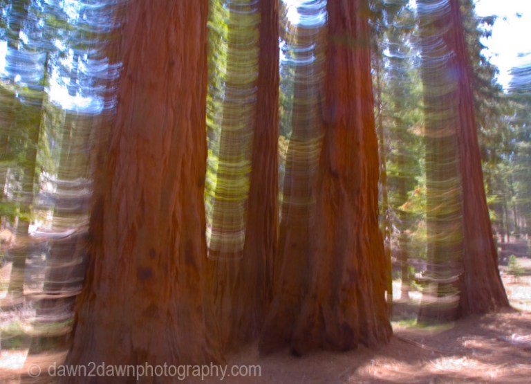 SEQUOIAS IN MOTION