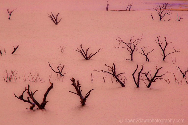 Lake Isabella Dead Trees