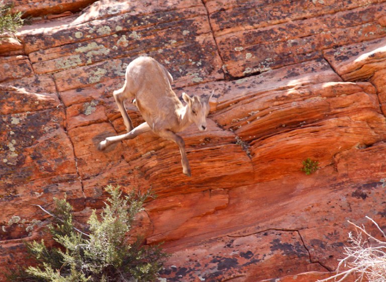 Bighorn in Flight