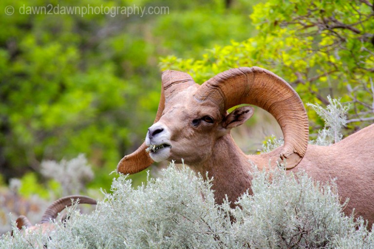 Bighorn Ram Grazing