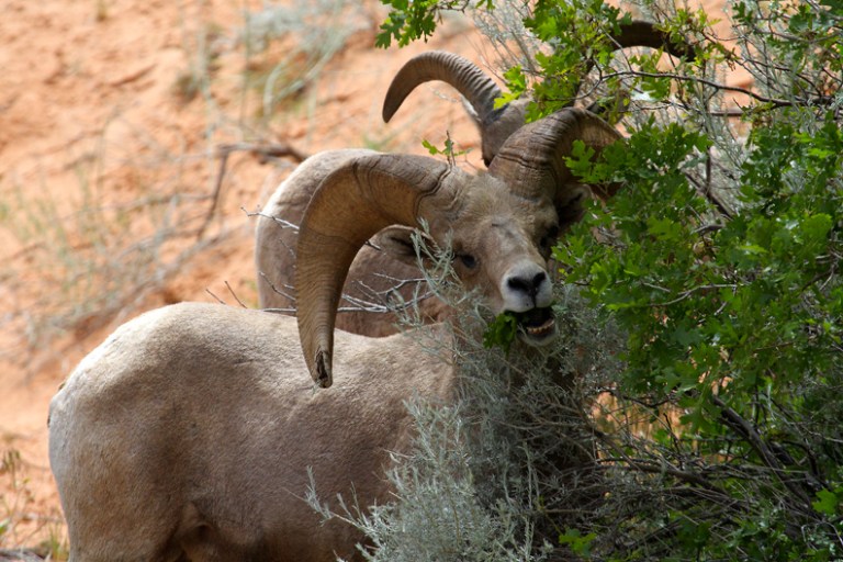 Bighorn Ram Grazing