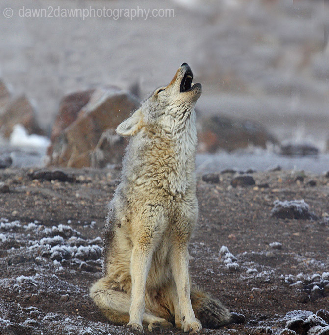 COYOTE HOWLING
