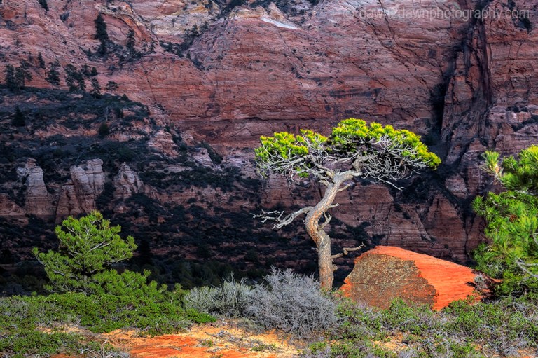 Zion Pinyon Pine