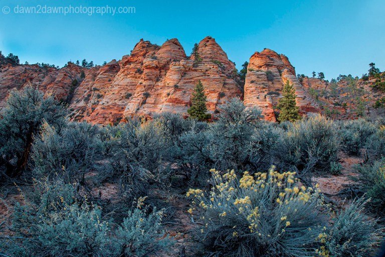 Zion Sagebrush