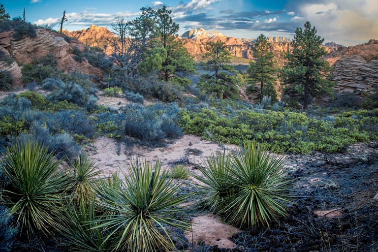 Zion Kolob Flora
