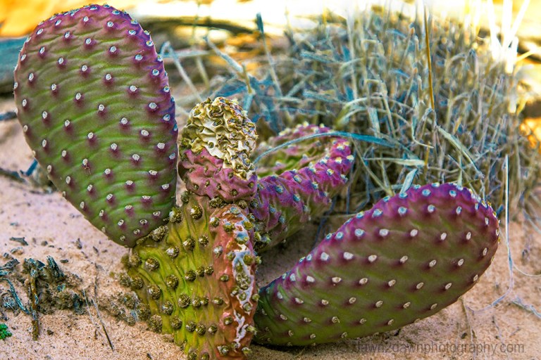 Prickly Pear Cactus-Zion NP