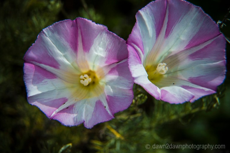Calofornia Coast Flora