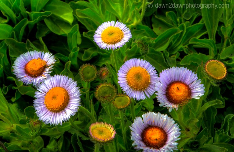 Calofornia Coast Flora