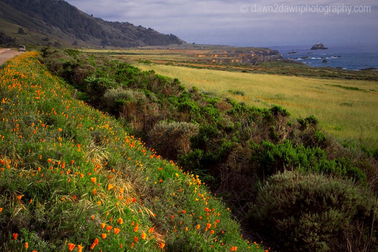 Calofornia Coast Flora