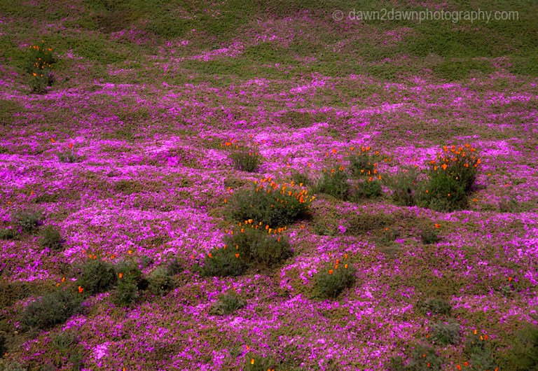 Calofornia Coast Flora
