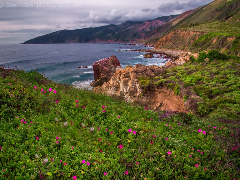 Calofornia Coast Flora
