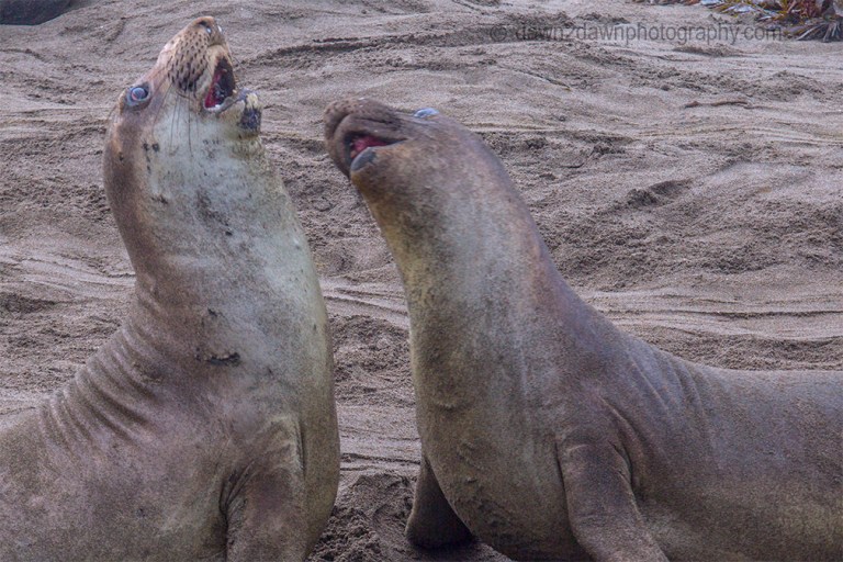 Elephant Seals
