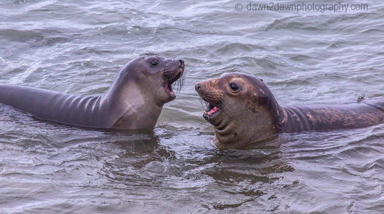 Elephant Seals