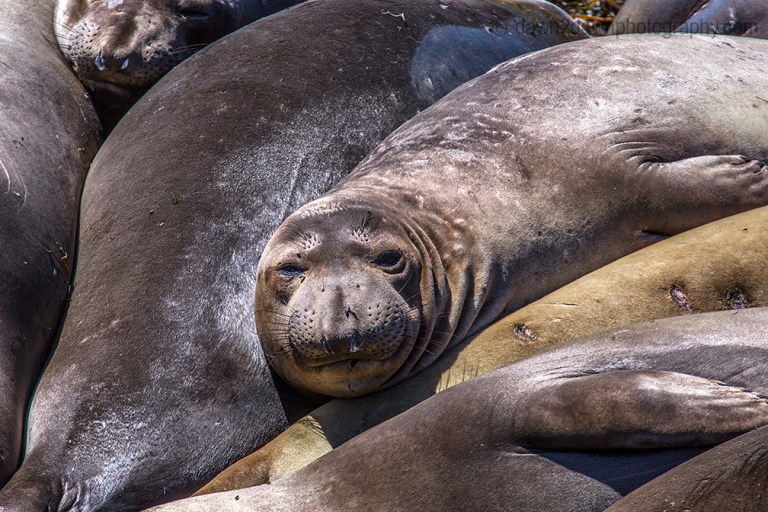 Elephant Seals