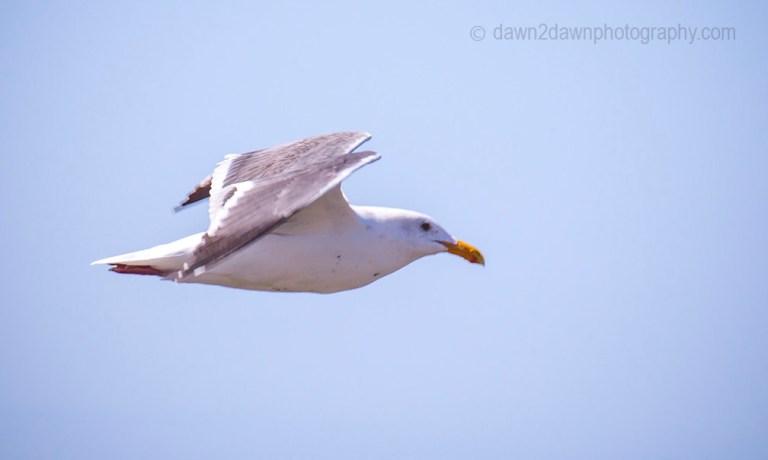 Seagull