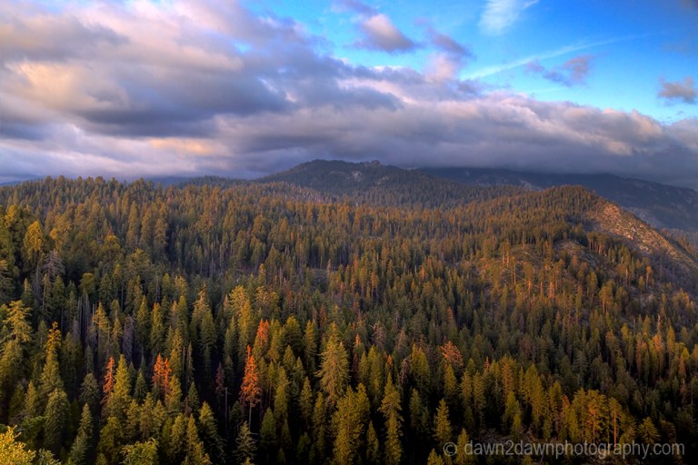 Sequoia's Giant Forest