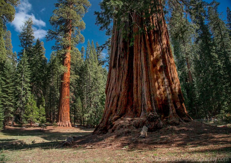 Sequoia's Giant Forest