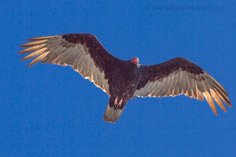 Turkey Vulture