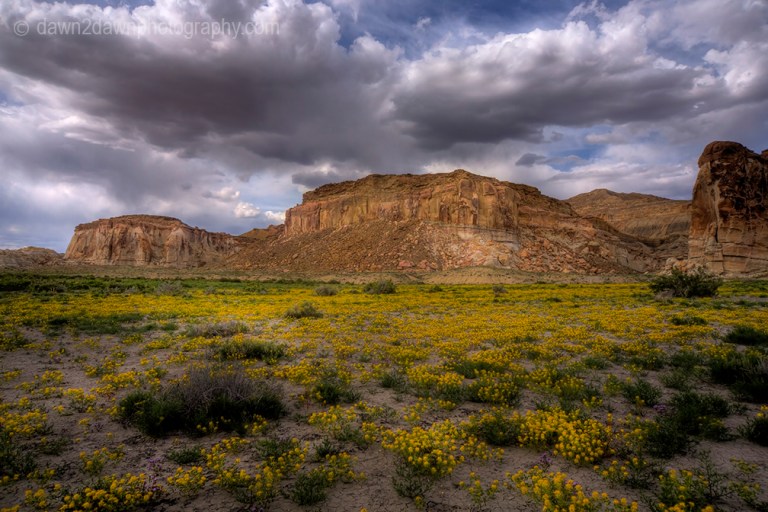 Spring flowers bloom at Wahweap Creek near Big Water, Utah