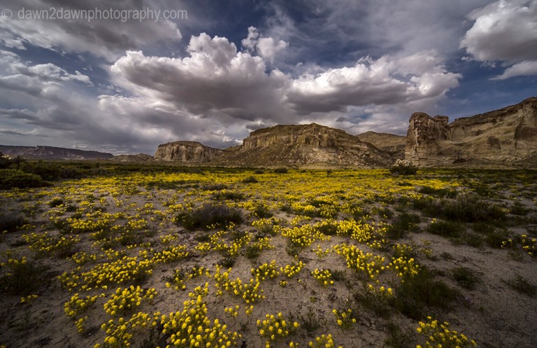 Wildflowers come alive during spring at Wahweap Creek near Big Water, Utah