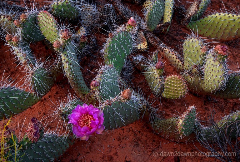 Prickly Pear Cactus blooms in the spring at Zion National Park, Utah