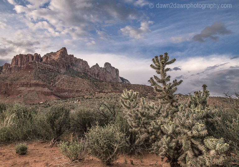 Storm clouds and Cholla Cactus surround Mt Kinesava at Zion National Park, Utah