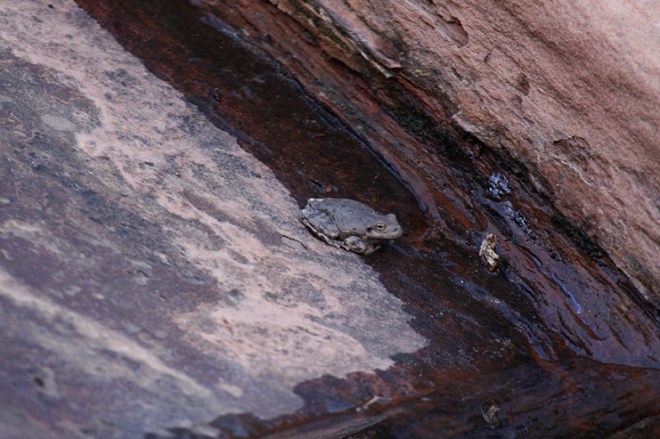 Canyon Tree Frog_6791