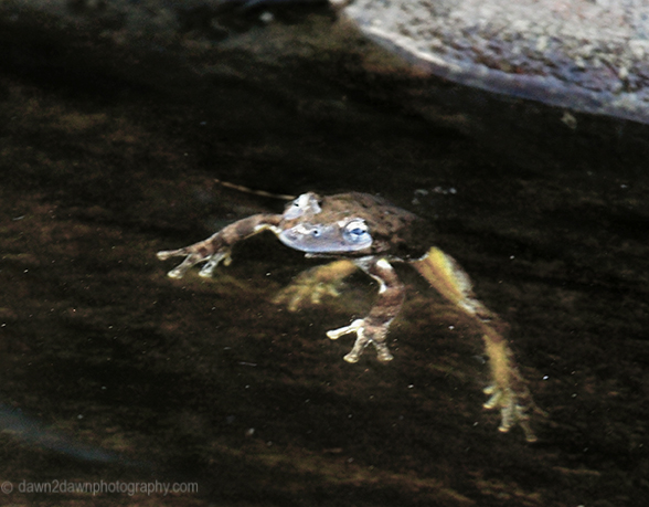 The Canyon Tree Frog at the Many Pools Trail at Zion National Park, Utah