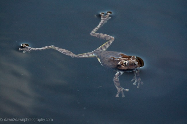 The Canyon Tree Frog at the Many Pools Trail at Zion National Park, Utah